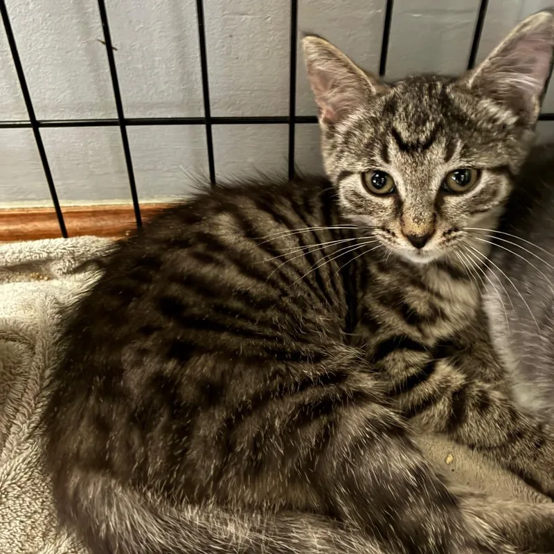 A baby small-sized female Gray / Blue / Silver Domestic Short Hair cat named Catalina for adoption in Carmel, IN