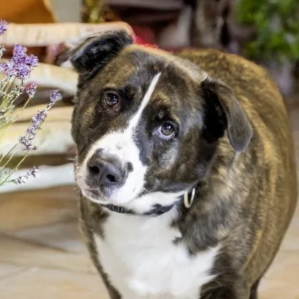 An adult medium-sized male Labrador Retriever dog named Bear for adoption in Camano Island, WA