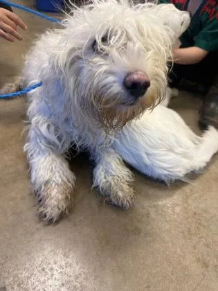 An adult small-sized female Havanese dog named Nadia for adoption in Portland, ME