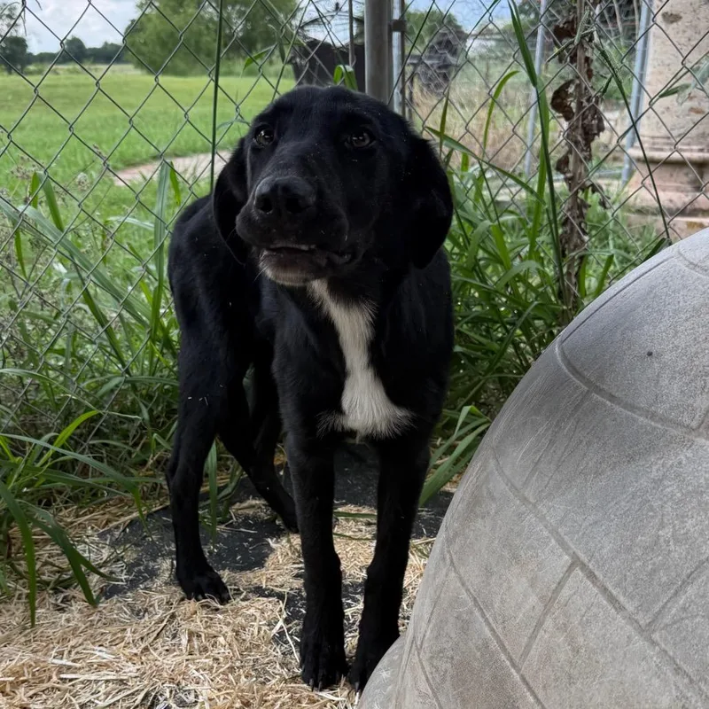 A young medium-sized female Black Labrador Retriever dog named Beth for adoption in Ennis, TX