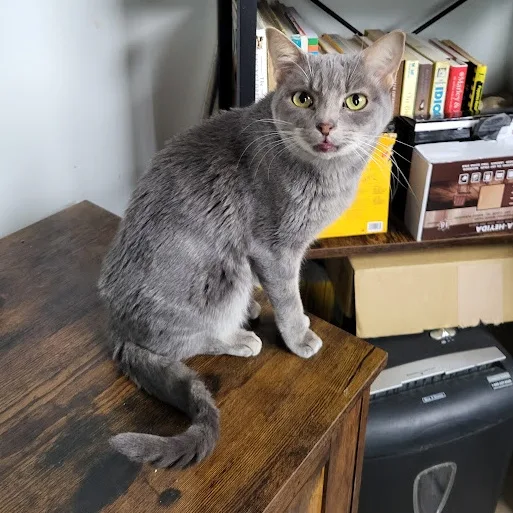 An adult small-sized female Gray / Blue / Silver Domestic Short Hair cat named Alice for adoption in Chicago, IL