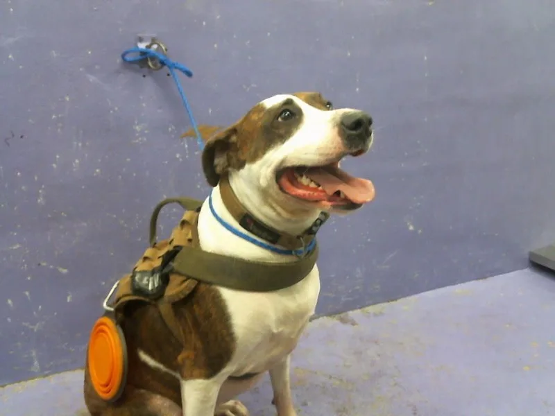 An adult large-sized female Staffordshire Bull Terrier dog named Miss Linda for adoption in Houston, TX