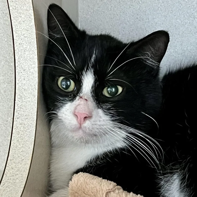 An adult medium-sized male Black Domestic Short Hair cat named Oreo for adoption in Tacoma, WA