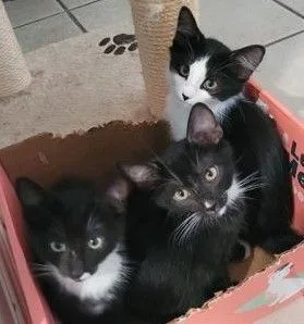 Fleck And Penguin thumbnail 3