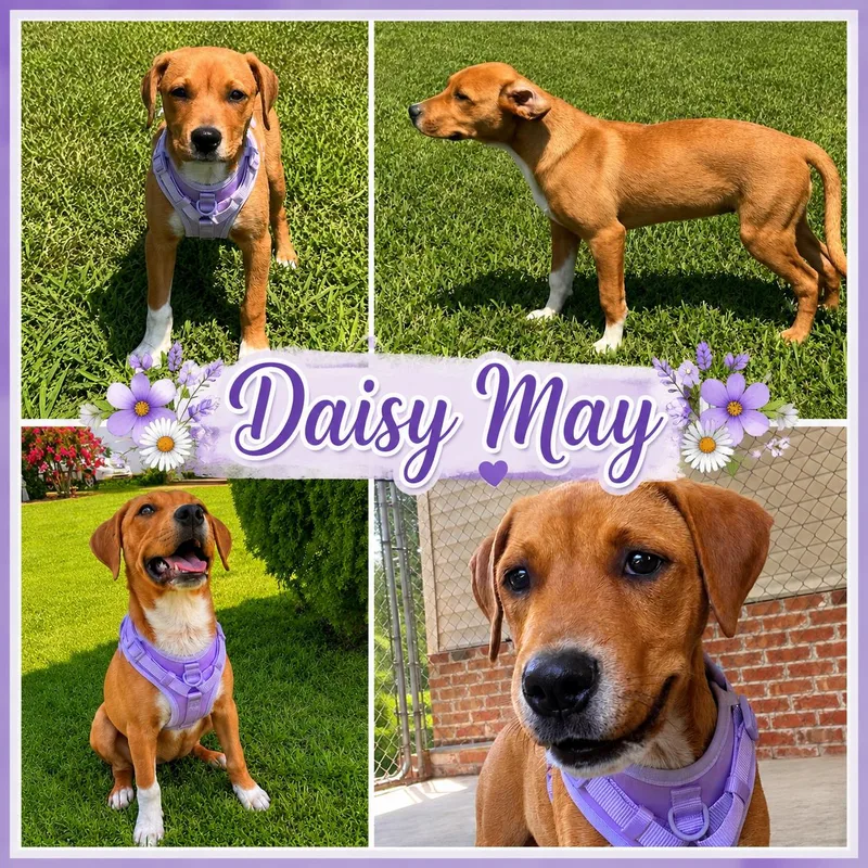 A baby medium-sized female Golden Labrador Retriever dog named Daisy May for adoption in Jackson, TN