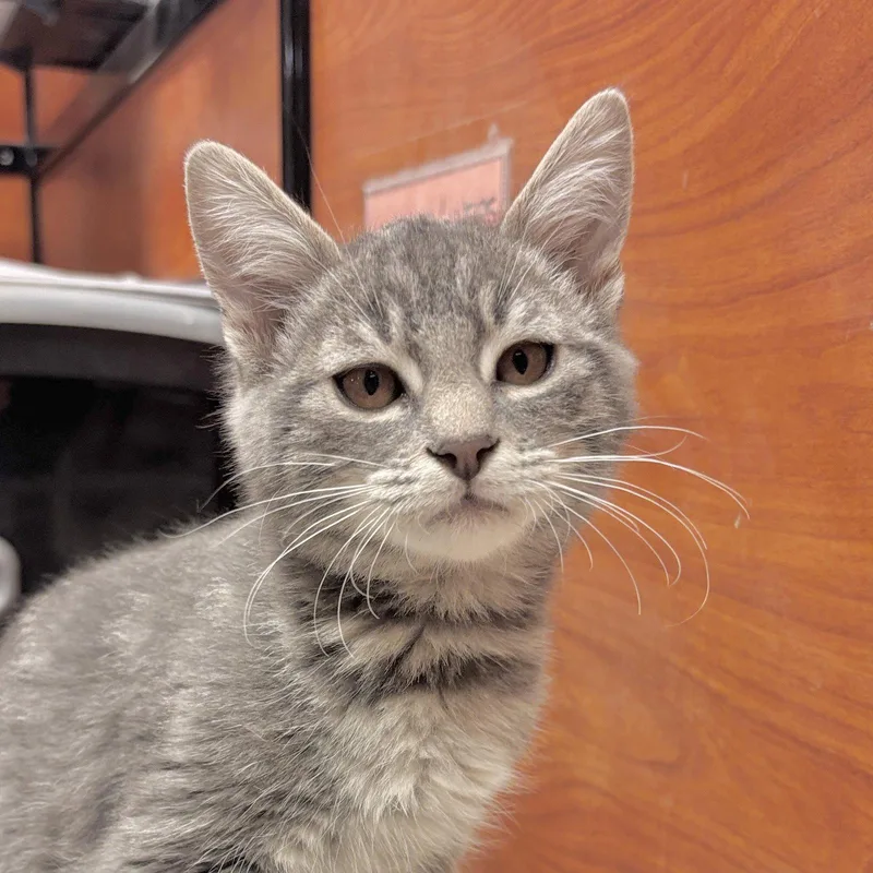 A baby medium-sized male Domestic Short Hair cat named Fester for adoption in Sonora, CA