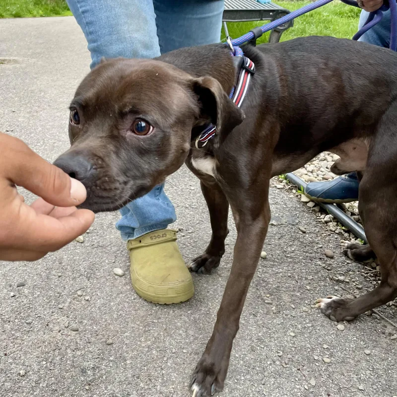 A young medium-sized male Brown / Chocolate American Staffordshire Terrier dog named Rio for adoption in Buffalo, NY
