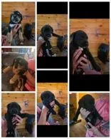 A baby large-sized female Labrador Retriever dog named Jules CobbEllis for adoption in Newport, KY