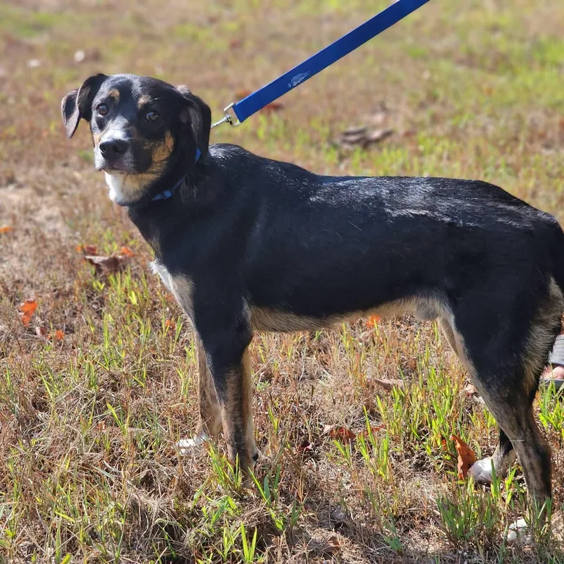 An adult medium-sized male Shepherd dog named Arlo for adoption in Fort Payne, AL