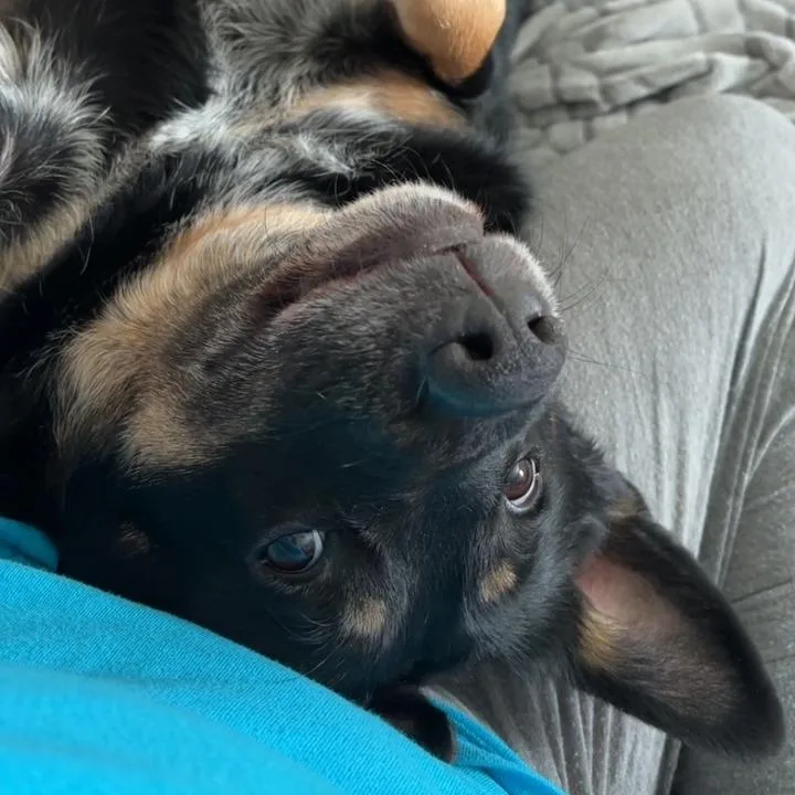 An adult small-sized female Black Australian Cattle Dog / Blue Heeler dog named Ruby for adoption in Roanoke, VA