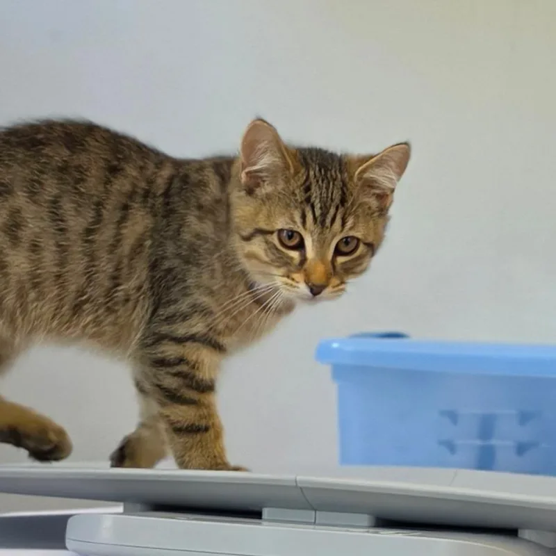 A baby small-sized male Brown / Chocolate Domestic Short Hair cat named Satin for adoption in Muncie, IN