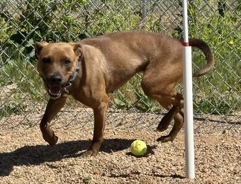 A young medium-sized female Labrador Retriever dog named Luna for adoption in Gillette, WY