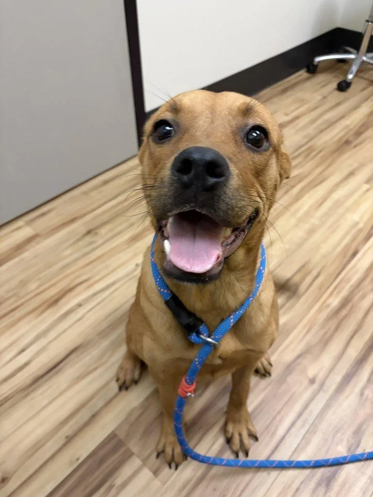 A young medium-sized female Mixed Breed dog named Tortelli for adoption in Raleigh, NC