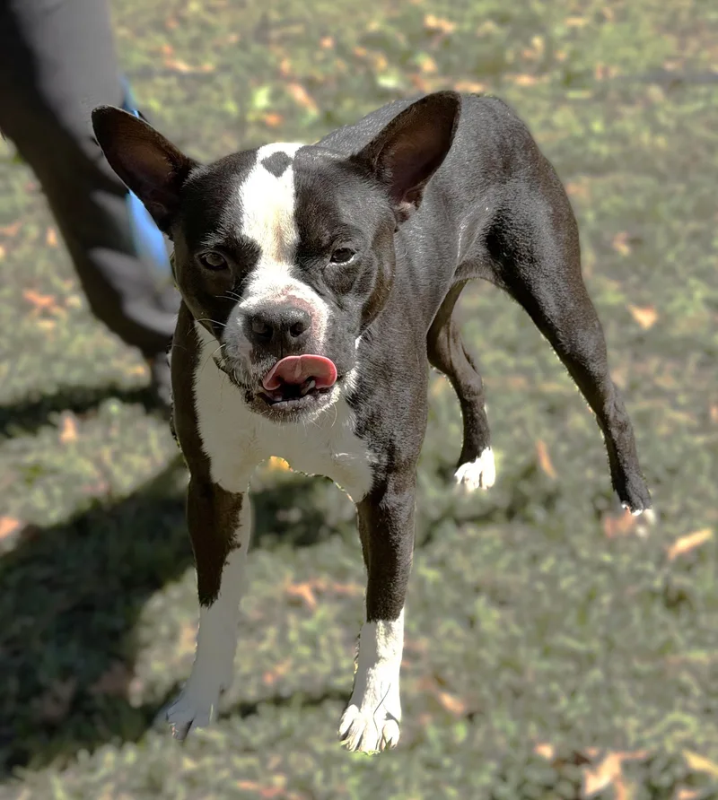 An adult medium-sized male Black Boston Terrier dog named Kai for adoption in Slidell, LA