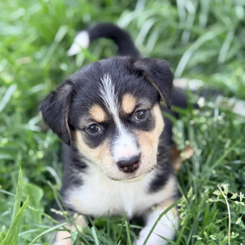 A baby medium-sized female Black Mixed Breed dog named Rue for adoption in Columbia, MD