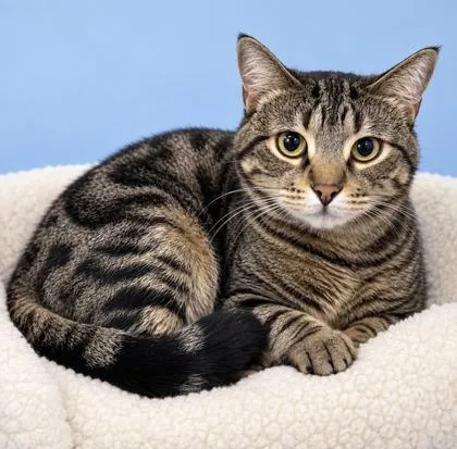 An adult medium-sized female Domestic Short Hair cat named Bertha for adoption in Morton Grove, IL