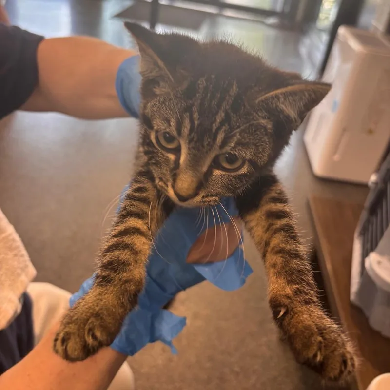 A baby small-sized female Gray / Blue / Silver Domestic Short Hair cat named Wasabi for adoption in Allentown, PA