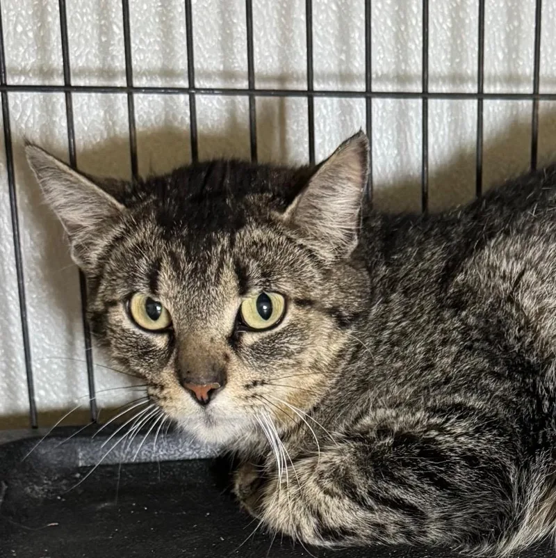 A young medium-sized female Domestic Short Hair cat named Fifi for adoption in Saginaw, MI
