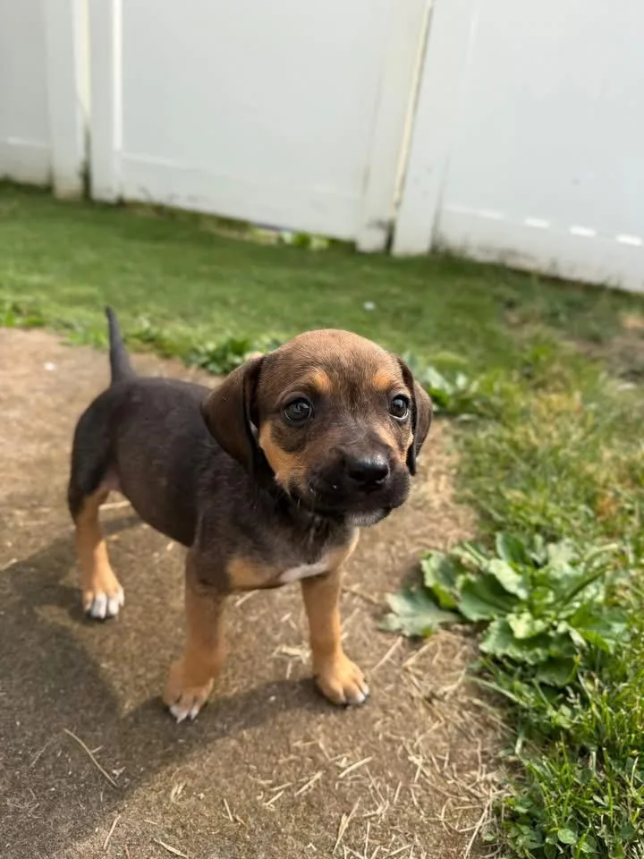 A baby medium-sized male Terrier dog named Kermit for adoption in Berlin, NJ