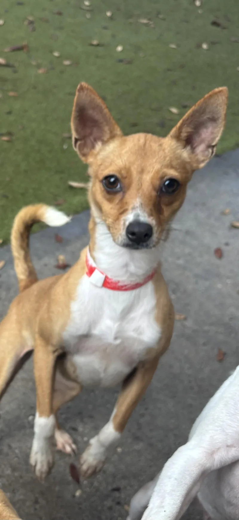 A young medium-sized female Rat Terrier dog named Tallulah for adoption in Orlando, FL