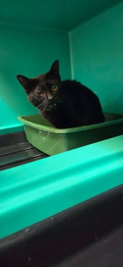 An adult medium-sized female Domestic Medium Hair cat named Piper for adoption in Shelbyville, TN