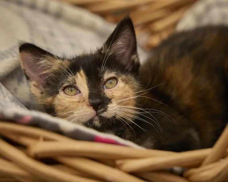 A baby medium-sized female Tortoiseshell cat named Ravioli for adoption in Santa Barbara, CA