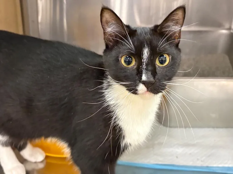 A young medium-sized female Domestic Short Hair cat named Mebona for adoption in Darien, GA