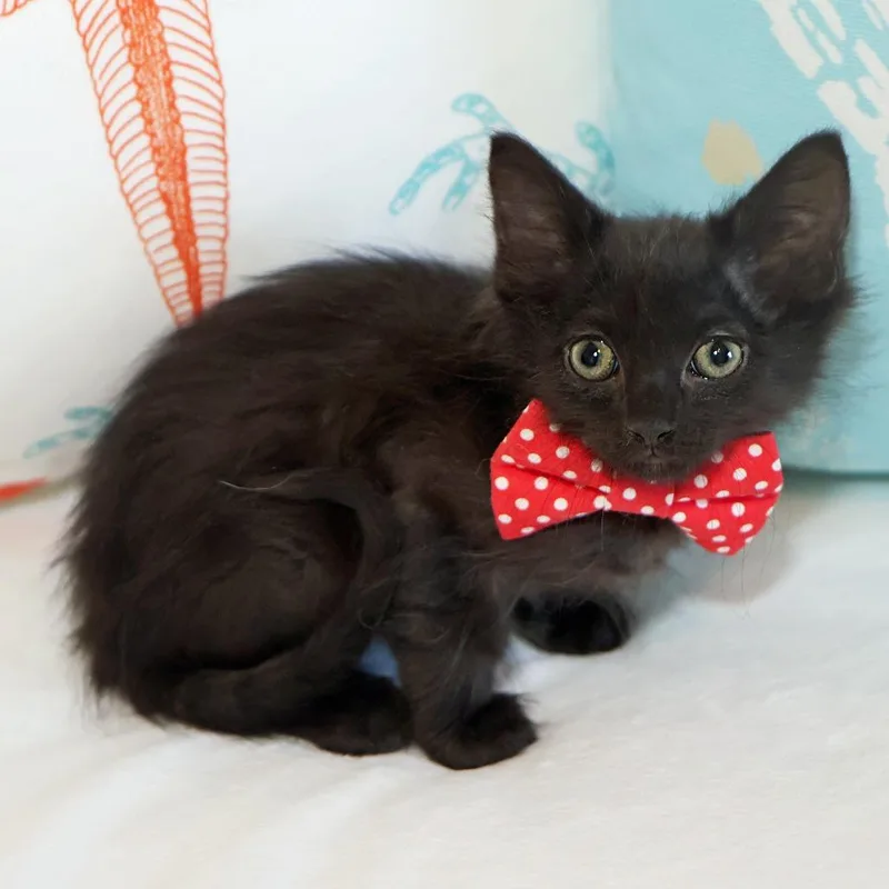 A baby small-sized male Black Domestic Long Hair cat named Argus for adoption in FAIRWAY, KS
