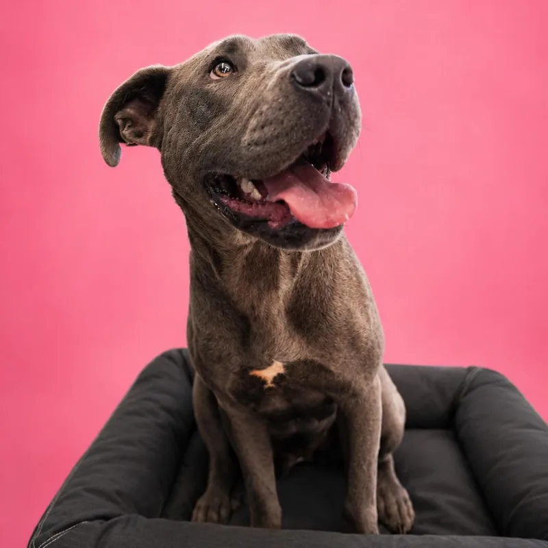 A young large-sized female Great Dane dog named Journey for adoption in Bessemer, AL