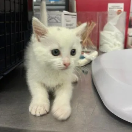 A baby small-sized female White Domestic Short Hair cat named Iris for adoption in Los Angeles, CA