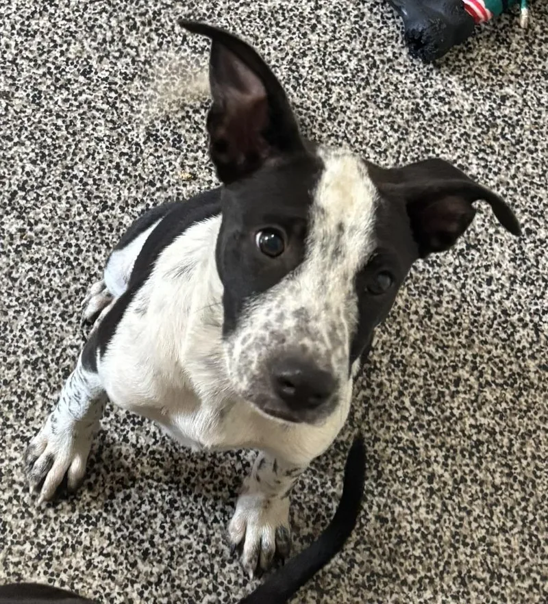 A baby medium-sized female Border Collie dog named Phoebe for adoption in Thompson Falls, MT