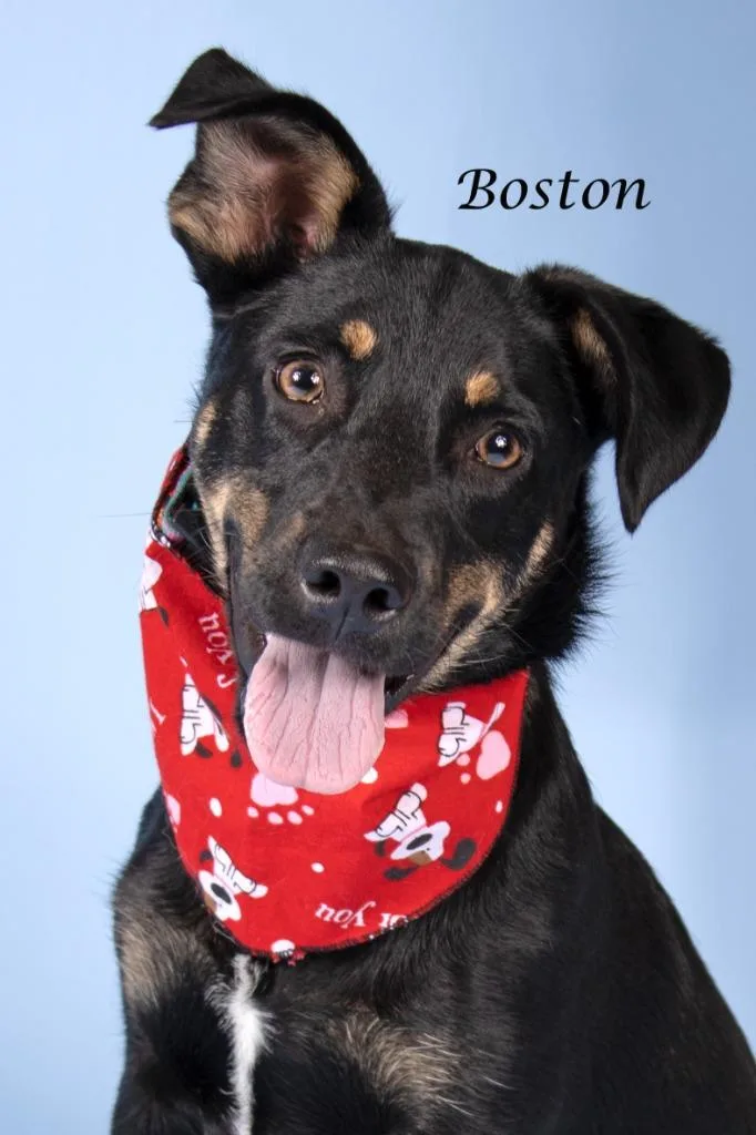 A baby medium-sized male Shepherd dog named Boston for adoption in Gilbert, AZ