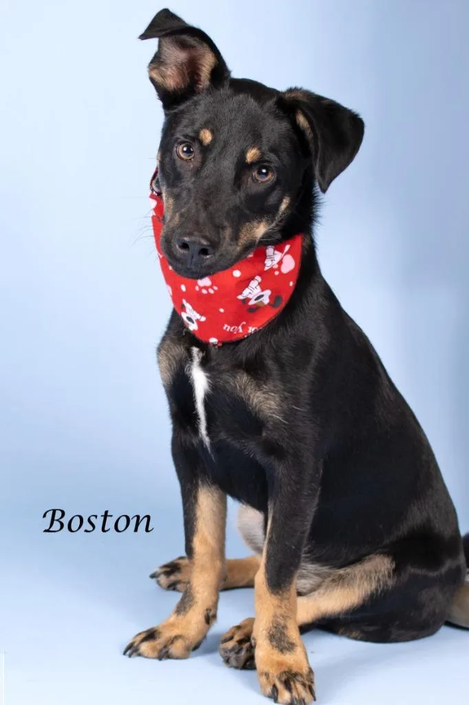 Boston thumbnail 2