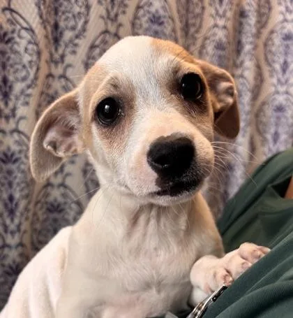 A baby small-sized female Mixed Breed dog named Mimi for adoption in Honolulu, HI