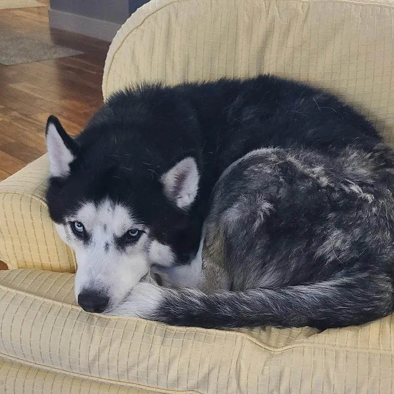 An adult large-sized male Husky dog named Koda for adoption in New Castle, DE