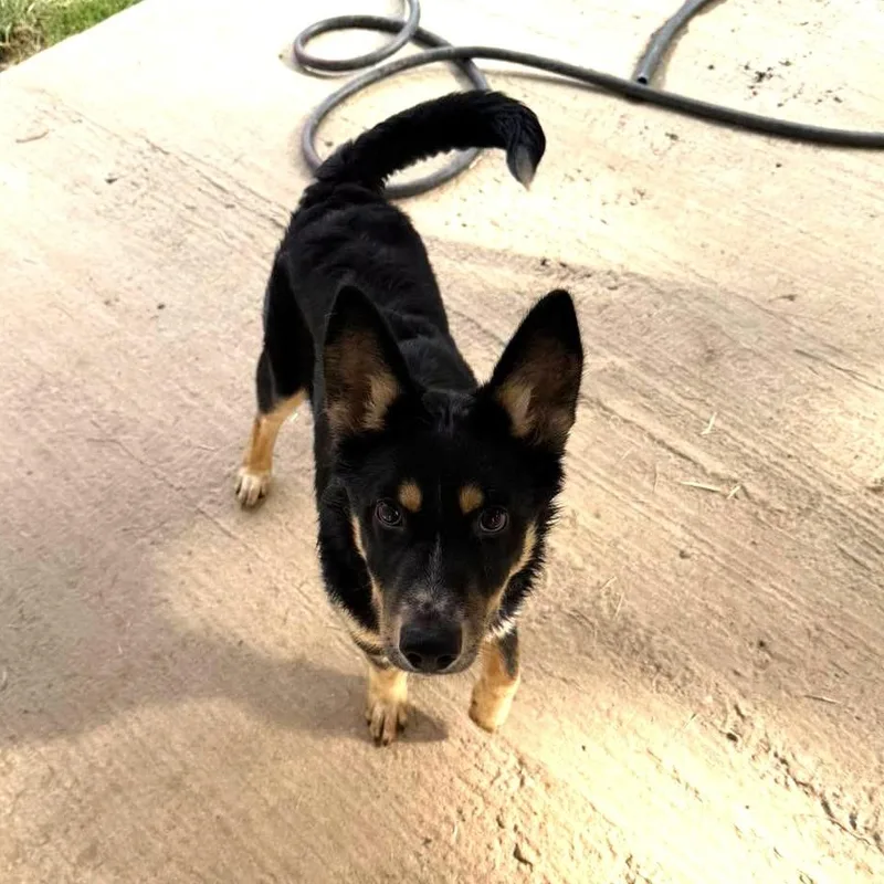 A young medium-sized male Black German Shepherd Dog dog named Palmer for adoption in Metropolis, IL