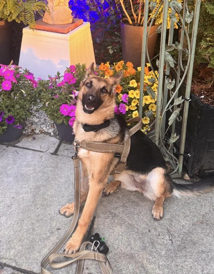 A baby large-sized female Black German Shepherd Dog dog named Carmel for adoption in New Rochelle, NY