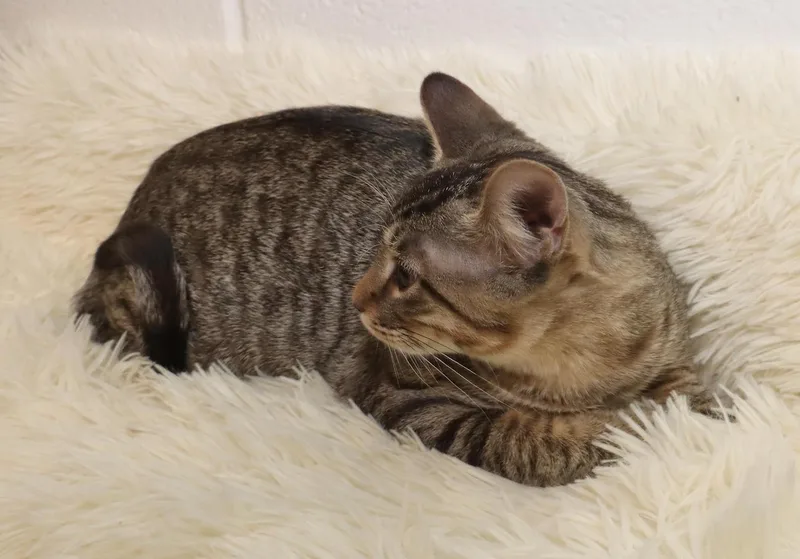 A baby medium-sized male Tabby (Brown / Chocolate) Tabby cat named Atlas for adoption in Euclid, OH