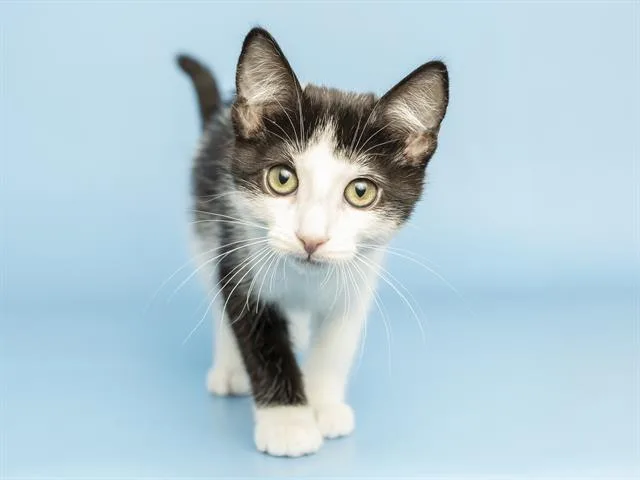 A baby small-sized female Domestic Long Hair cat named Heaven for adoption in Phoenix, AZ