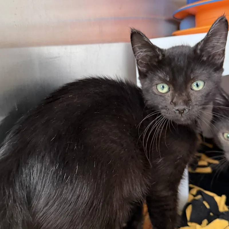 A baby small-sized male Domestic Short Hair cat named Pique for adoption in Los Angeles, CA