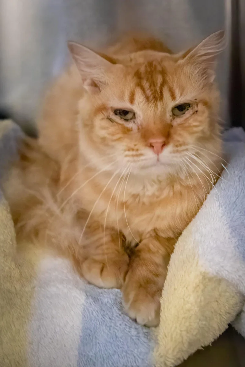 Butternut thumbnail 3