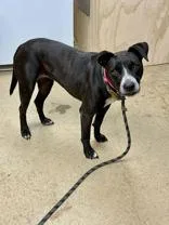 A young medium-sized female Australian Cattle Dog / Blue Heeler dog named Greta for adoption in La Grange, TX