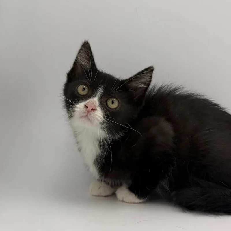 A baby medium-sized female Domestic Medium Hair cat named Plinko for adoption in State College, PA