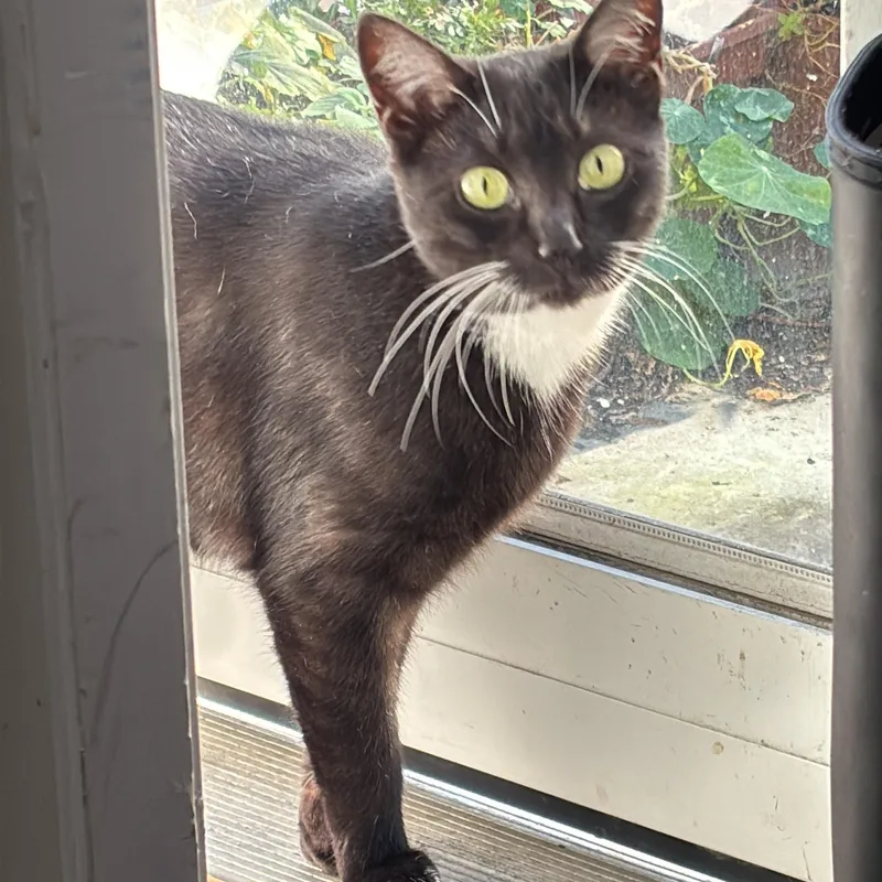 A young medium-sized female Black & White / Tuxedo Domestic Short Hair cat named Shirley for adoption in Philadelphia, PA