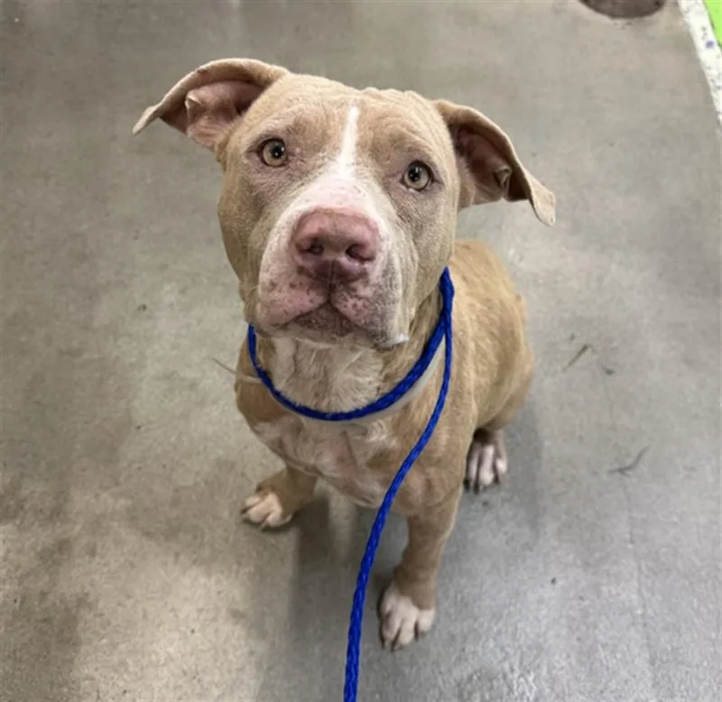 An adult large-sized female Staffordshire Bull Terrier dog named Diva for adoption in Houston, TX