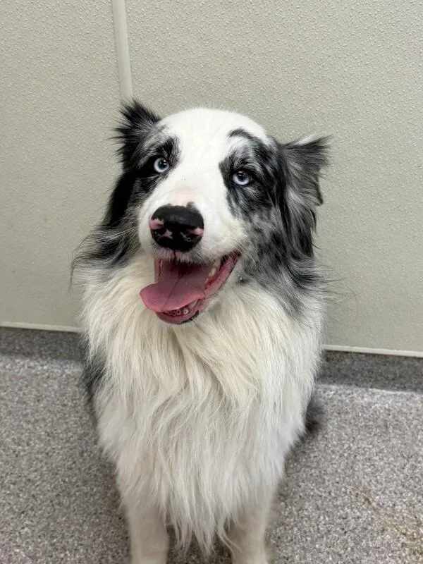 An adult medium-sized male White / Cream Australian Shepherd dog named Clyde for adoption in Disputanta, VA