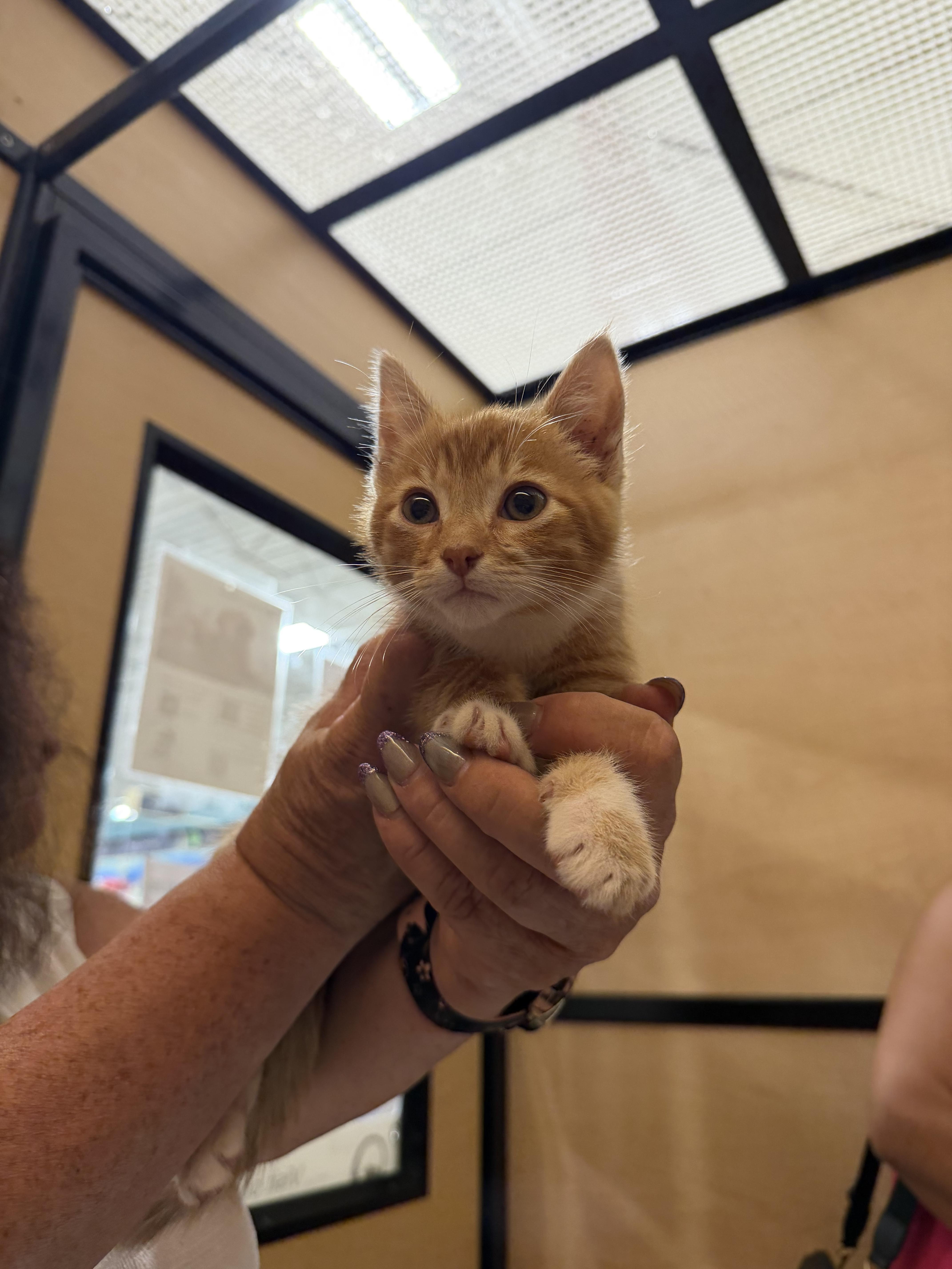 Simba