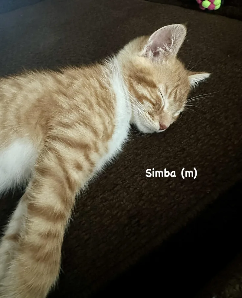 Simba thumbnail 2