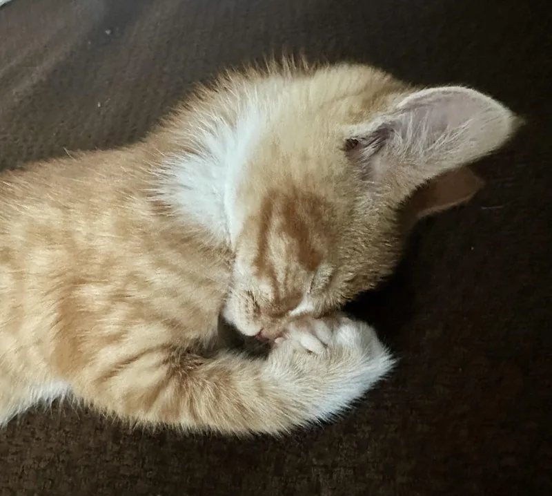 Simba thumbnail 3