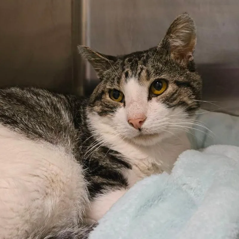 An adult medium-sized male Brown / Chocolate Domestic Short Hair cat named Sterling for adoption in Briarcliff Manor, NY